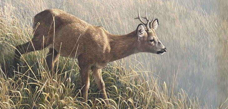Morning Dew - Roe Deer Morning Dew - Roe Deer
